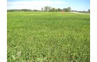 Property photo 58 - 110+/- Acres offered in 4 Tillable Tracts